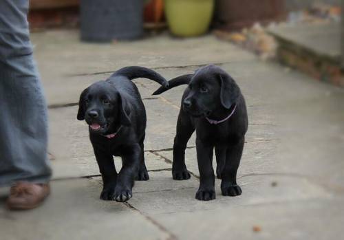 Black Labrador dog puppy NOW SOLD for sale in Olney, Buckinghamshire - Image 1