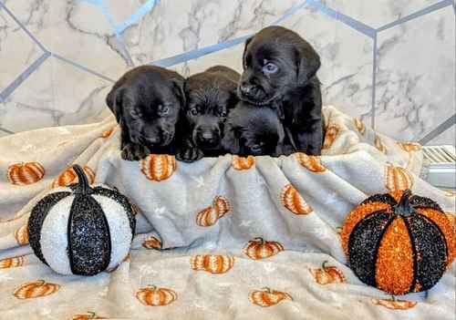 Black Labrador puppies for sale in Trowbridge, Wiltshire