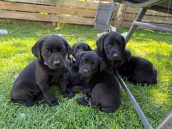 Black Labrador puppies for sale in Dartmouth, Devon | Image 1