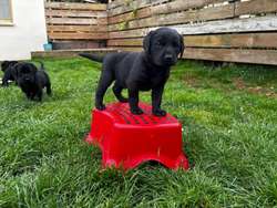 Black Labrador puppies for sale in Dartmouth, Devon | Image 2