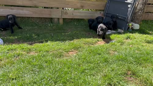 Black Labrador puppies for sale in Dartmouth, Devon