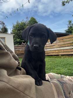 Black Labrador puppies for sale in Dartmouth, Devon | Image 3