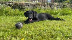 Black Labrador Puppies for sale in Holmes Chapel Cheshire | Image 1