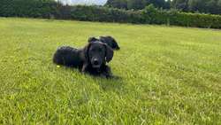 Black Labrador Puppies for sale in Holmes Chapel Cheshire | Image 2