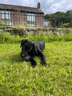 Black Labrador Puppies for sale in Holmes Chapel Cheshire | Image 3