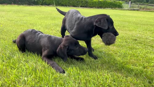 Black Labrador Puppies for sale in Holmes Chapel Cheshire