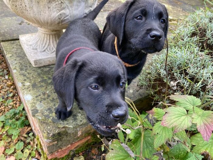 Labrador Retriever puppies for sale in Olney, Buckinghamshire – KC registered, 9 weeks old