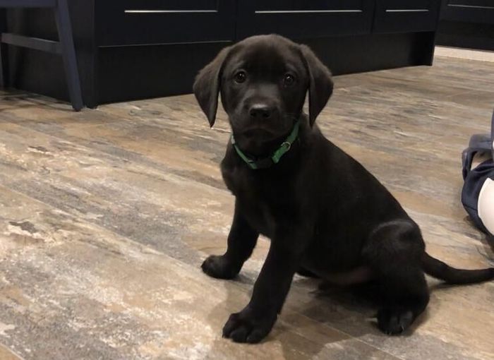 Labrador Retriever puppies for sale in Blandford Forum, Dorset – KC registered, 8 weeks old - Image 4 of 10