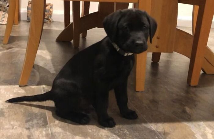 Labrador Retriever puppies for sale in Blandford Forum, Dorset – KC registered, 8 weeks old - Image 5 of 10