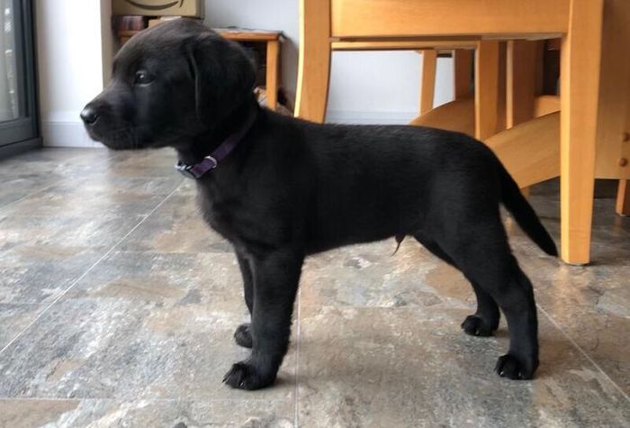 Labrador Retriever puppies for sale in Blandford Forum, Dorset – KC registered, 8 weeks old - Image 6 of 10