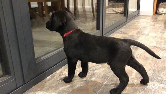Labrador Retriever puppies for sale in Blandford Forum, Dorset – KC registered, 8 weeks old - Image 7 of 10