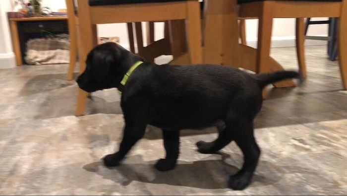 Labrador Retriever puppies for sale in Blandford Forum, Dorset – KC registered, 8 weeks old - Image 8 of 10
