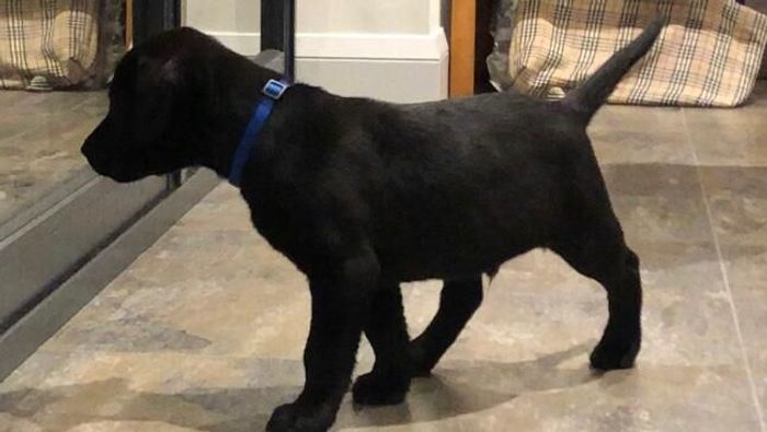 Labrador Retriever puppies for sale in Blandford Forum, Dorset – KC registered, 8 weeks old - Image 9 of 10