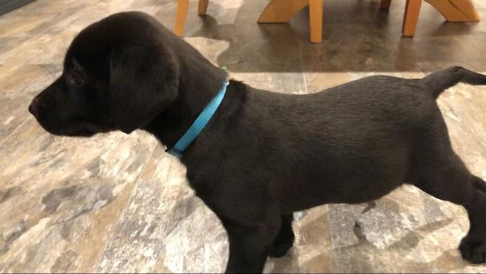 Labrador Retriever puppies for sale in Blandford Forum, Dorset – KC registered, 8 weeks old - Image 10 of 10