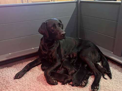 Black Labrador Puppies due 19/12/23 for sale in Steeple Claydon, Buckinghamshire