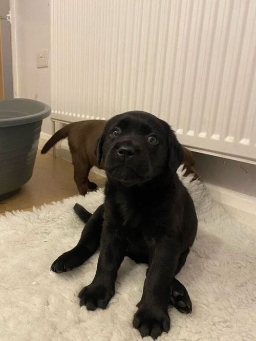 Black Labrador puppies for sale in Epsom, Surrey