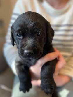 Black Labrador puppies for sale in Kingswood, Gloucestershire | Image 1