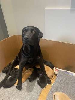 Black Labrador puppies for sale in Kingswood, Gloucestershire | Image 2