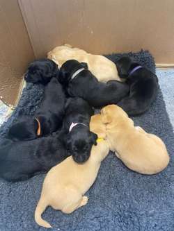 Black Labrador puppies for sale in Kingswood, Gloucestershire | Image 3