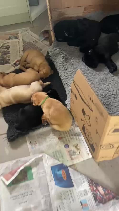 Black Labrador puppies for sale in Kingswood, Gloucestershire