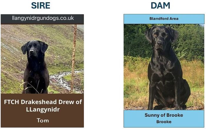 Labrador Retriever puppies for sale in Blandford Forum, Dorset – KC registered, 8 weeks old - Image 2 of 10