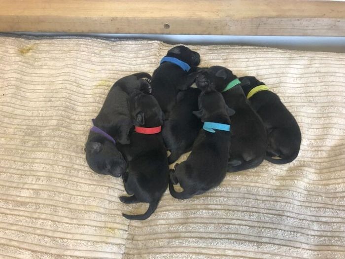 Labrador Retriever puppies for sale in Blandford Forum, Dorset – KC registered, 8 weeks old - Image 3 of 10
