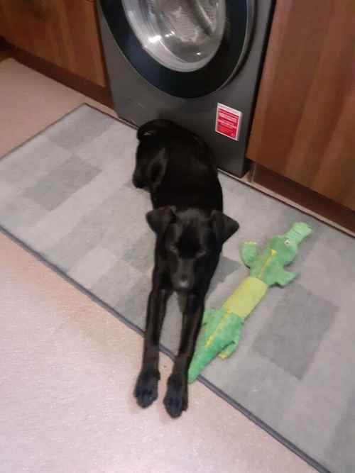 Black Labrador puppy for sale. for sale in Dundee, Dundee City