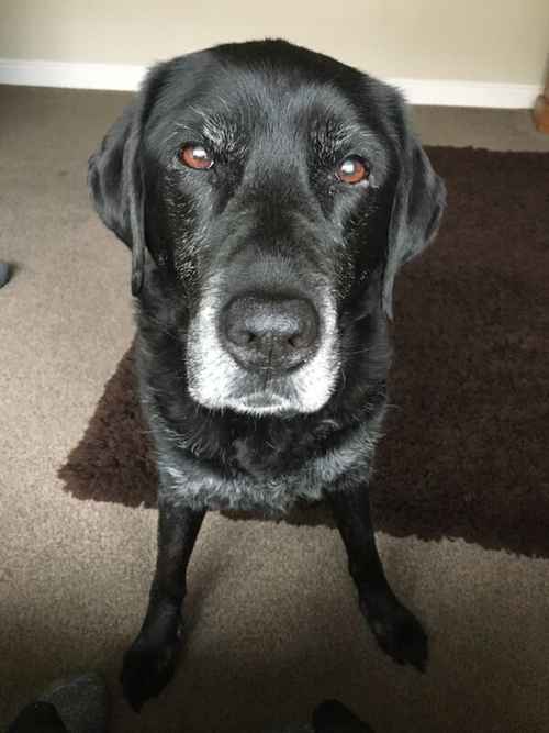 Black Labrador Puppy Wanted for sale in Ilkley, West Yorkshire.