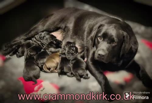 Black Labrador Retriever puppies for sale in Broxburn, West Lothian