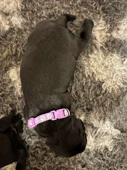 Black labrador retriever puppies for sale in Islington, Islington, Greater London | Image 2