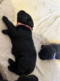 Black labrador retriever puppies for sale in Islington, Islington, Greater London | Image 3