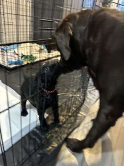 Black labrador retriever puppies for sale in Islington, Islington, Greater London | Image 4