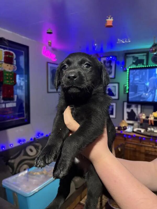 Black Labrador Retriever Puppies