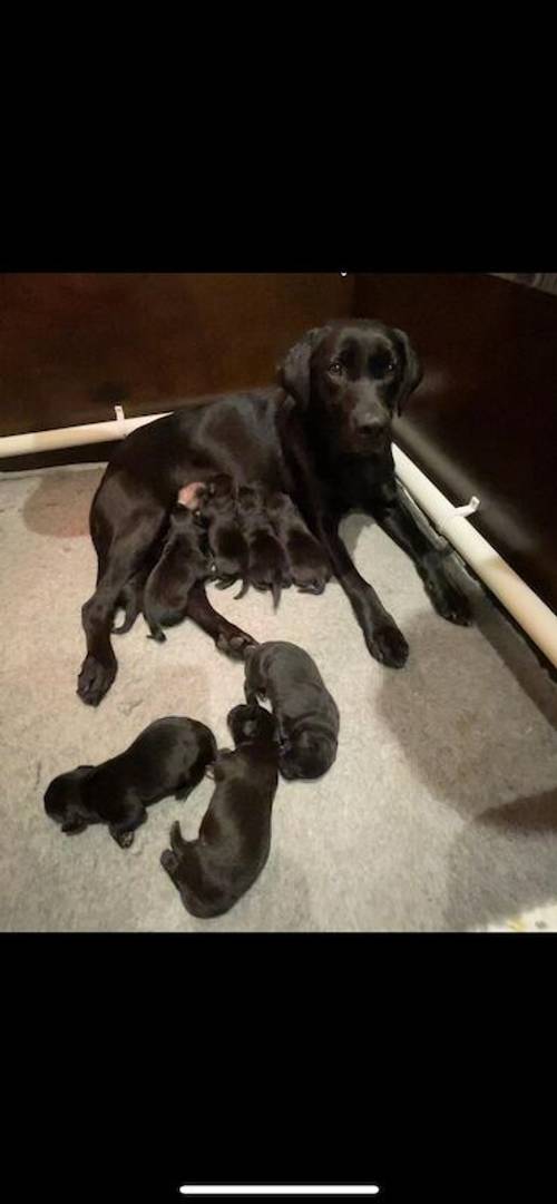 Black Labradors kc reg with 263 dna tests for sale in Louth, Lincolnshire - Image 1