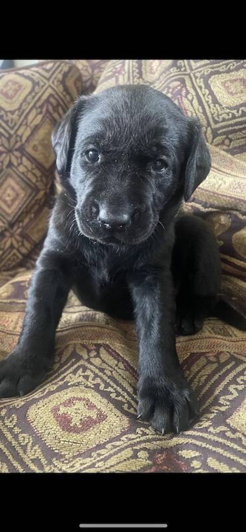 Black Labradors kc reg with 263 dna tests for sale in Louth, Lincolnshire - Image 5