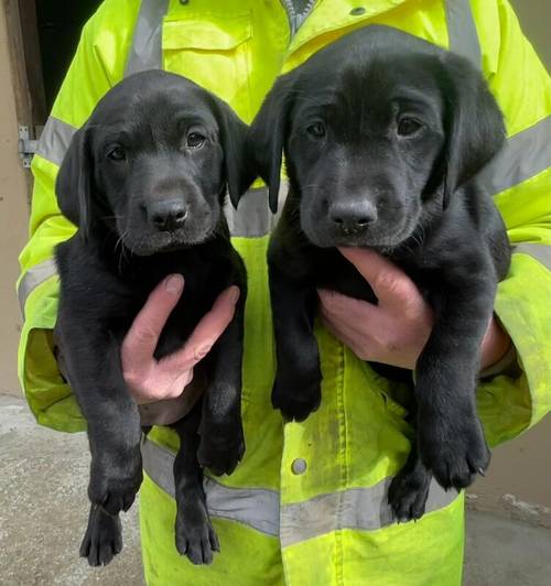 Black Labradors kc reg with 263 dna tests for sale in Louth, Lincolnshire - Image 7