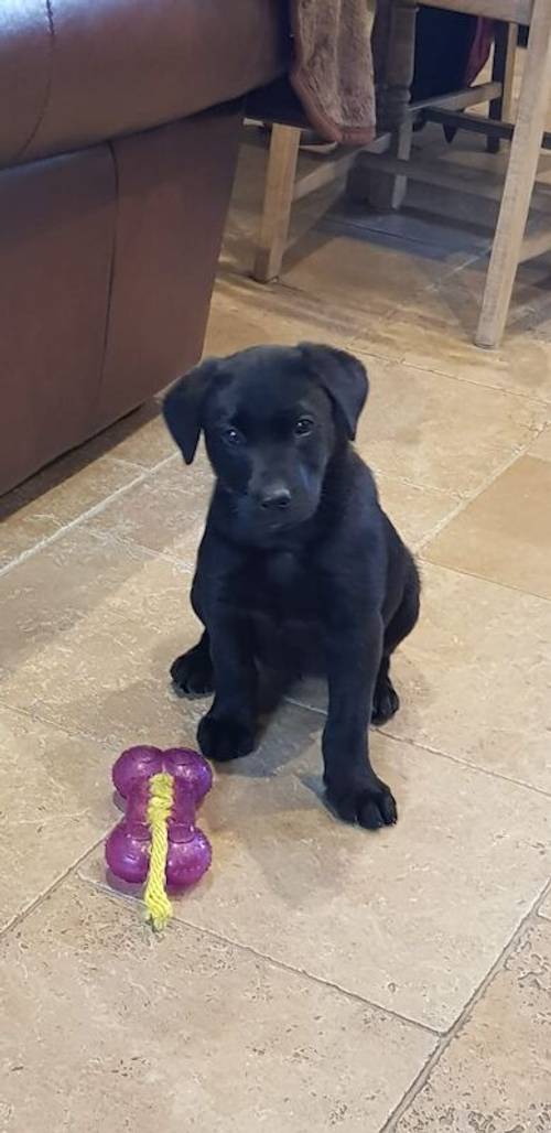 Black Labradors kc reg with 263 dna tests for sale in Louth, Lincolnshire - Image 12