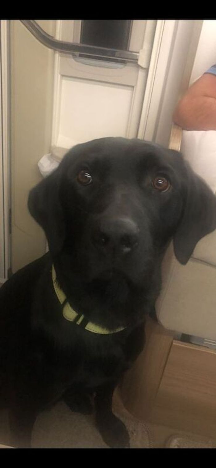 Labrador Retriever for adoption in West Yorkshire – KC registered, 1 year old - Image 3 of 4
