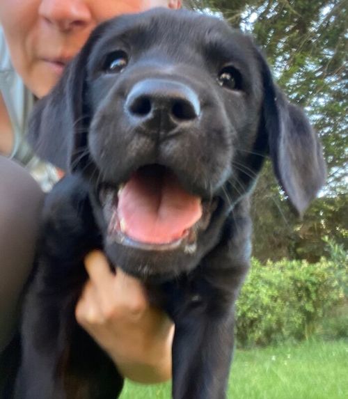 Black Male Labrador Puppy for sale in Wysall, Nottinghamshire