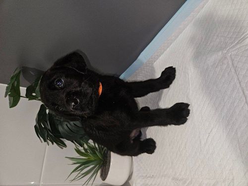 Black pure labrador puppies for sale in Kilmarnock, Ayrshire and Arran