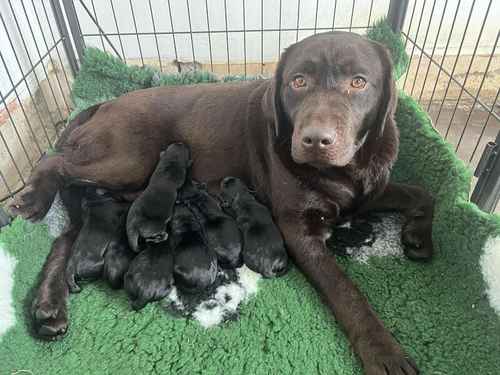 Litter of Black KC Registered Labrador Pups for sale in Newcastle upon Tyne, Tyne and Wear