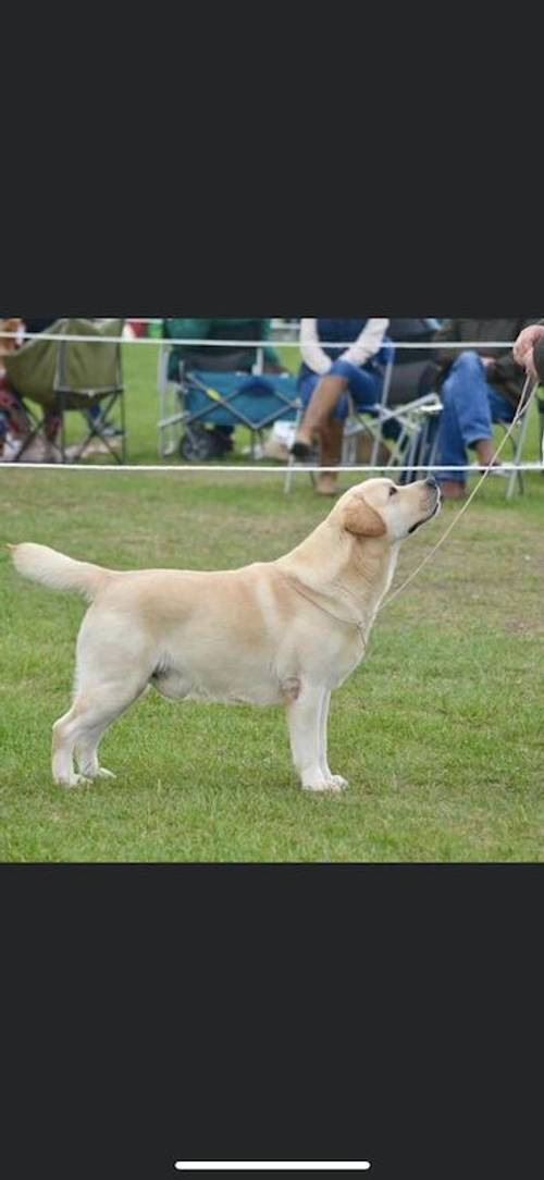 Black Show Bred Litter of KC Registered Labrador Puppies for sale in Newcastle upon Tyne, Tyne and Wear - Image 3