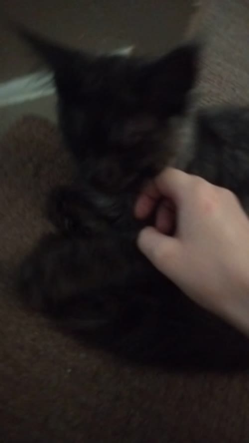 Black smoke maine coon kitten 14 weeks old for sale in Ipswich, Suffolk