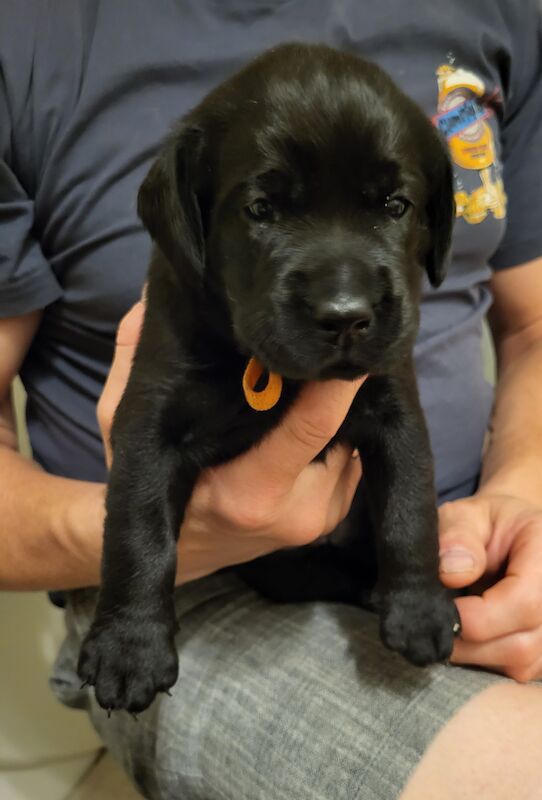 Black Working Labrador Puppies For Sale in Basingstoke, Hampshire ...