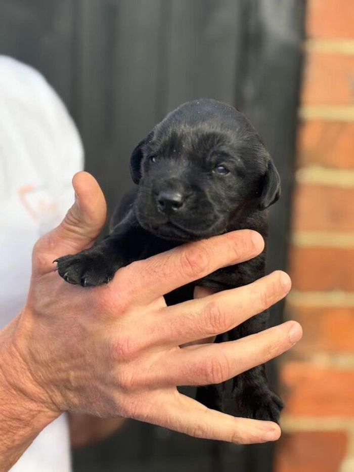 Labrador Retriever puppies for sale in Linton, Derbyshire – KC registered, 3 weeks old - Image 1 of 5