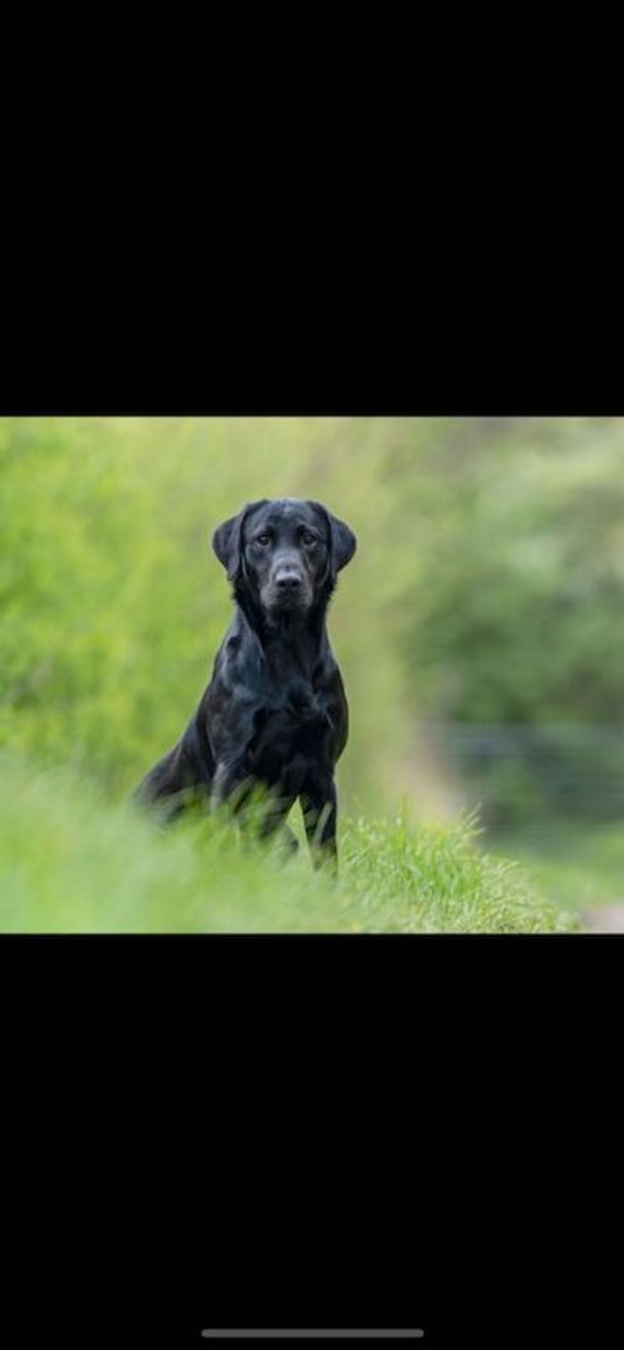 Labrador Retriever puppies for sale in Linton, Derbyshire – KC registered, 3 weeks old - Image 3 of 5