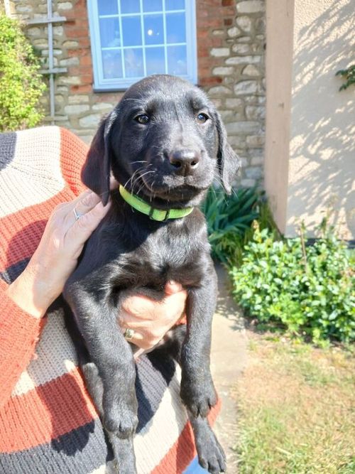 Black working labrador puppies for sale in Buckingham, Buckinghamshire
