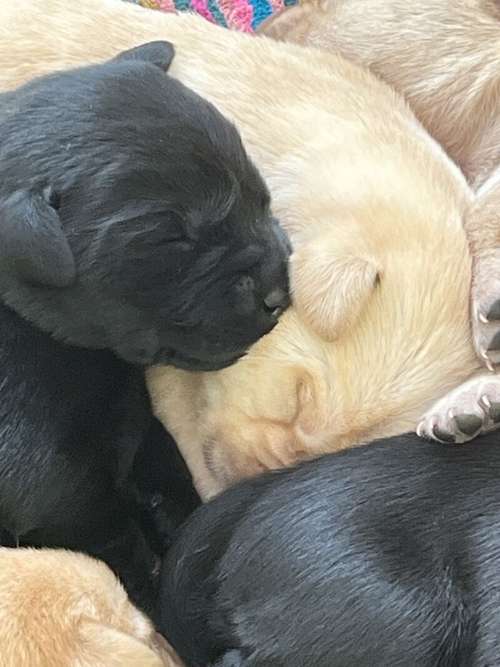 Yellow Lab Pup for sale in Umberleigh, Devon