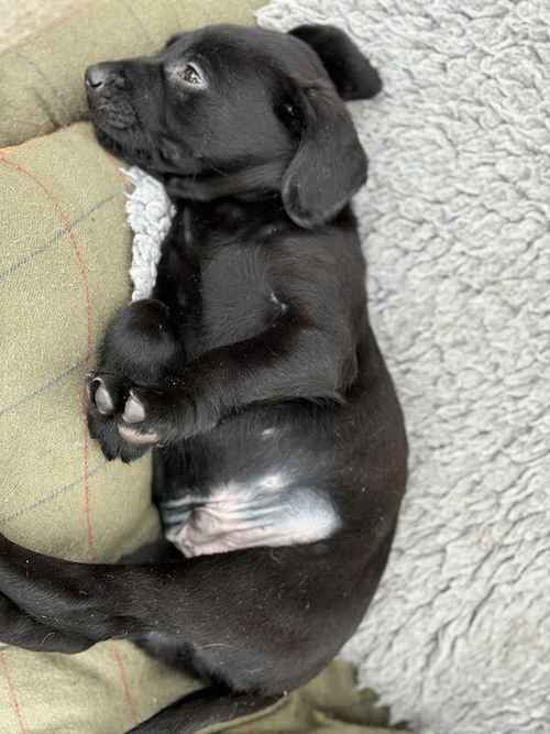 Black, Yellow Lab pups male and female for sale in Sturminster Newton, Dorset