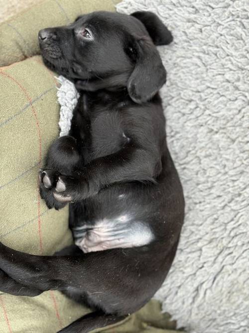 Black, Yellow Lab pups male and female for sale in Sturminster Newton, Dorset - Image 1